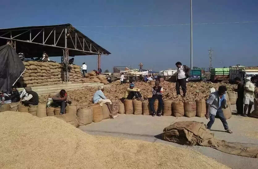 धान मंडी भाव लाइव, 24 नवंबर 2021: जानिये धान की विभिन्न किस्मों का ताज़ा भाव