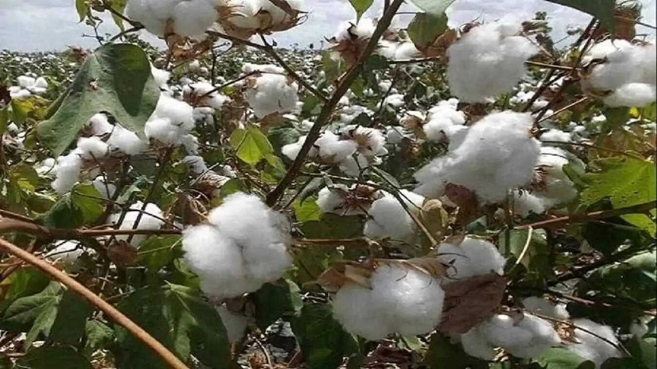 cotton prices are increasing