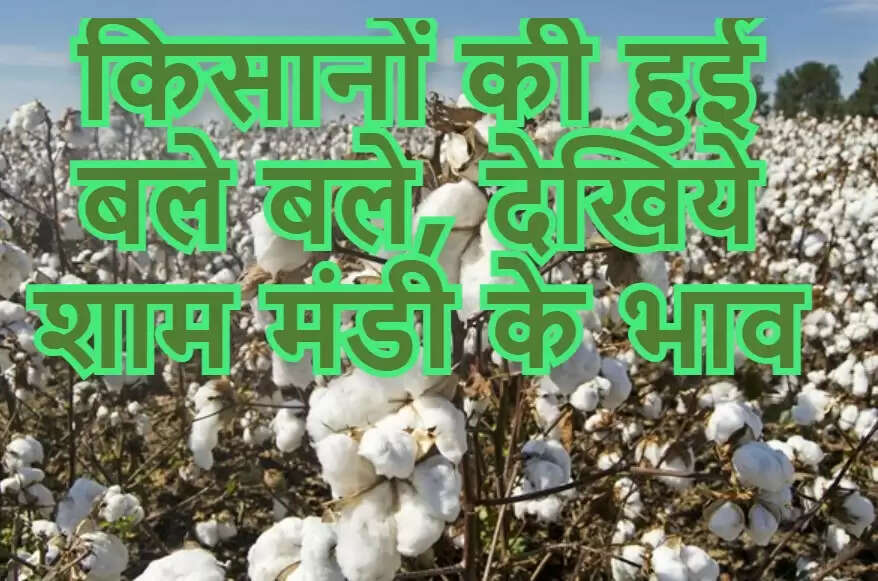 cotton mandi price