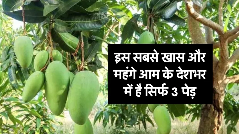 India’s Expensive Mango