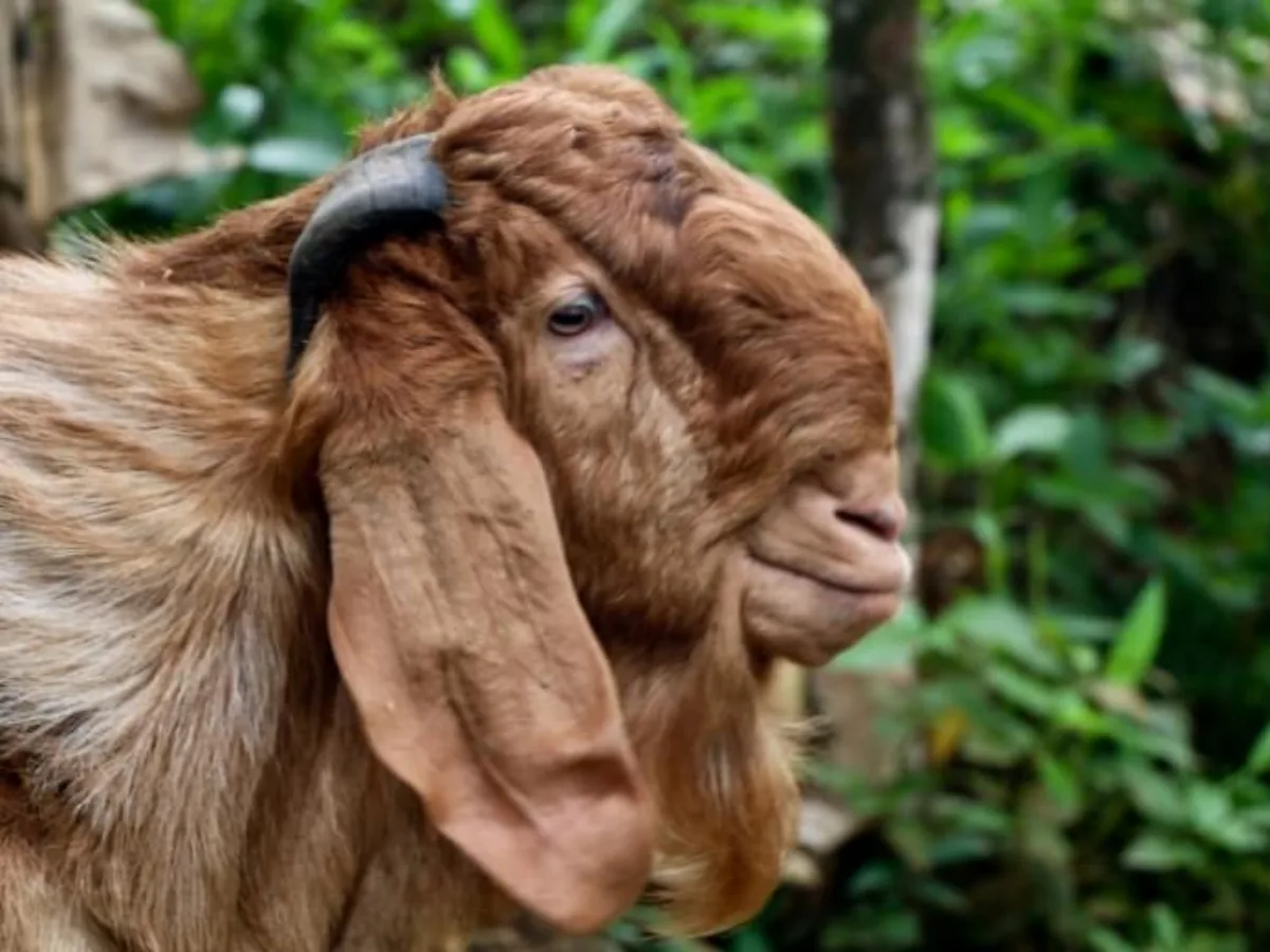 Jamnapari goat